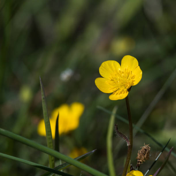 istock Sunlit yellow buttercup flower close up 1151233538