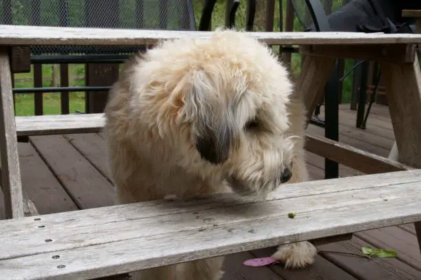 Photo of A soft coated Wheaten Terrier in a playful mood.