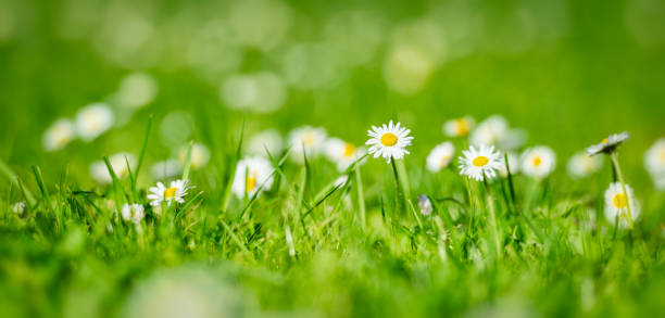 istock Small flowers on lawn at sprintime 1151234058