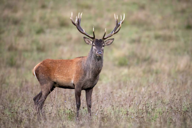 istock Red deer stag standing and watching on a meadow with dry grass in autumn 1151235765