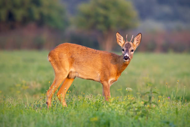 istock Young roe deer buck in summer on a fresh green grass 1151235819