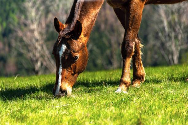 istock Grazing horse on mountain pasture. 1151235867
