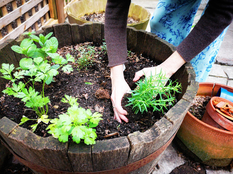 close-up on hands planting rosemary among other herbs in barrel on the patio on a Spring day.