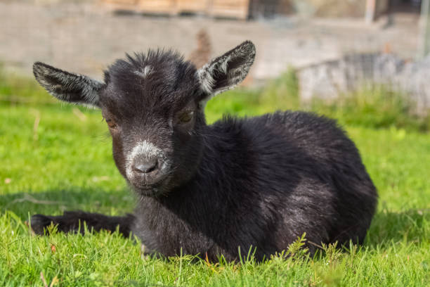 istock Goats - mother and baby. 1151237201