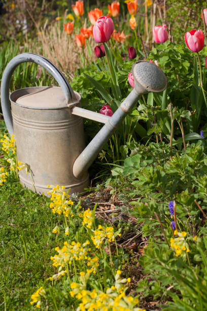 istock Old zinc watering can in the springtime garden with tulips 1151237814