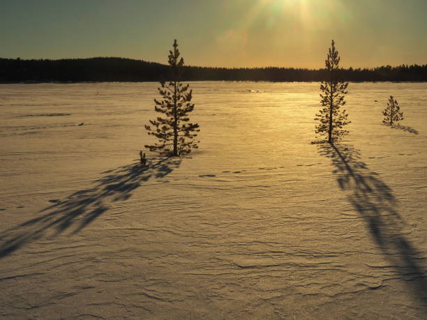 Pine forest in winter during the day in severe frost, Karelia. Snow on the coniferous branches. Frosty sunny weather anticyclone. Scots pine Pinus sylvestris is a plant pine Pinus of Pine Pinaceae
