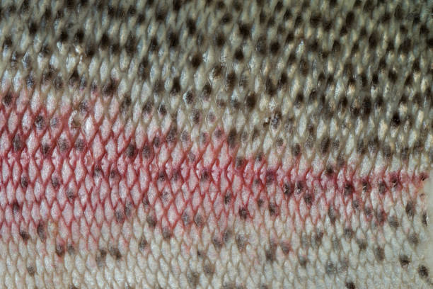Texture of salmon skin without scales.