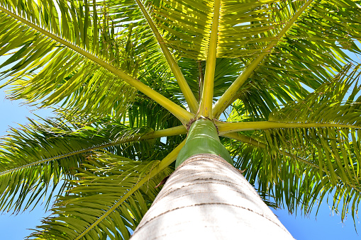 The Royal Palm of cuba is magnificent palm, the cuban plant symbol, stands out though its single straight trunk, up to 40 m in height and a diameter of about 60-70 cm.