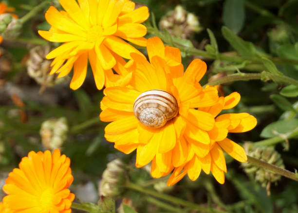 Petals of Calendula officinalis flowers with snail shell on it. Interesting detail in nature