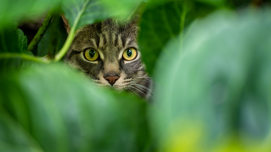 Gray european cat hiding behind hydrangeas leafs