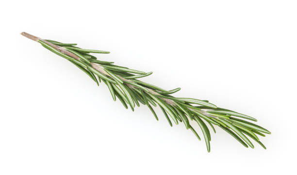 istock Fresh rosemary isolated on white background 1151243039