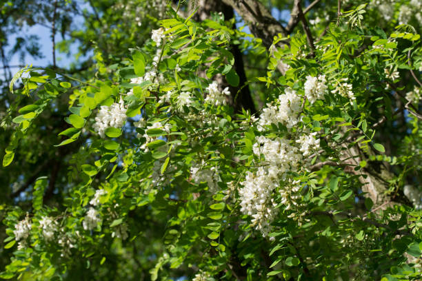 istock robinia pseudoacacia white flowers 1151243282