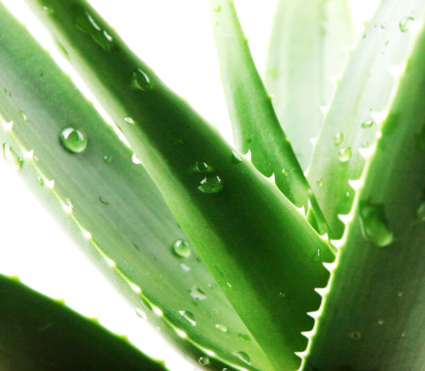 aloe vera - color image photography nobody studio shot stock-fotos und bilder