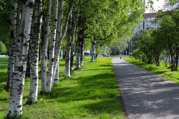 istock City Park. Walkway surrounded by green trees. Sunny day. 1151243815