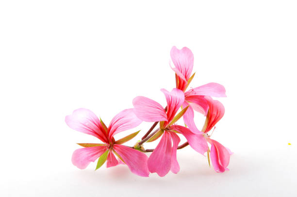 flores de pelargonio de geranio - geranium flower pink leaf fotografías e imágenes de stock