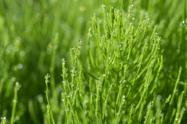 Equisetum arvense,  field horsetail, common horsetail with dew drops macro