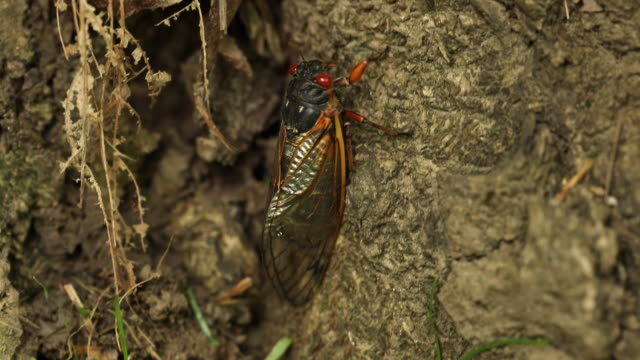 Cicada Crawling on Tree
