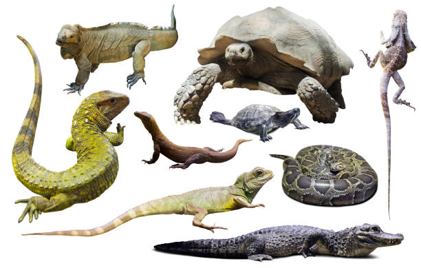 istock set of reptiles isolated 1151244971