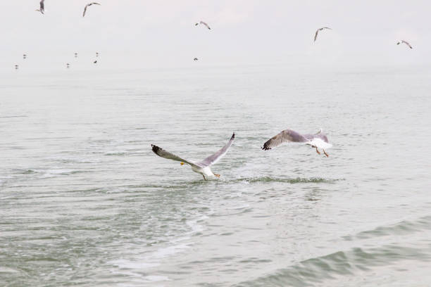 Seagulls circling over the water
