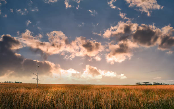 istock Bald Eagle in a dead tree looking out over a marsh on the Chesapeake Bay at sunset 1151247551