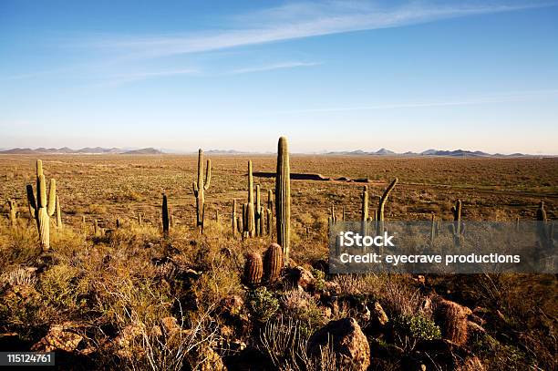 Vida No Deserto Do Arizona - Fotografias de stock e mais imagens de Anoitecer - Anoitecer, Ao Ar Livre, Arizona
