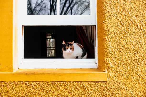 Red european cat  on a small window looking at the camera. The window is half shaded .