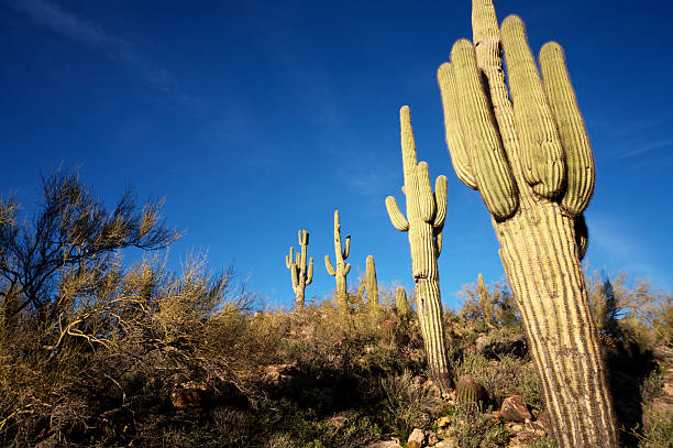 istock Arizona desert life 115124766