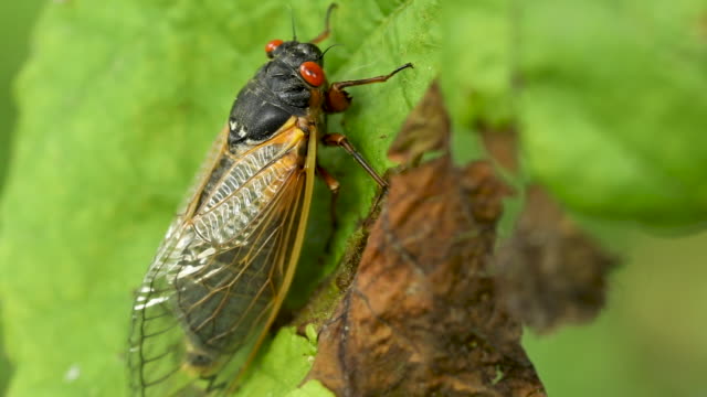 Cicada Resting on Blowing Leaf