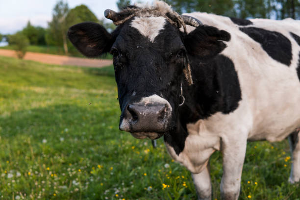 istock Black and white cow on a summer pasture. 1151248312