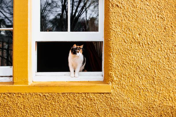 Two stray cats sitting on the frame of a window (Milos, Cyclades, Greece).