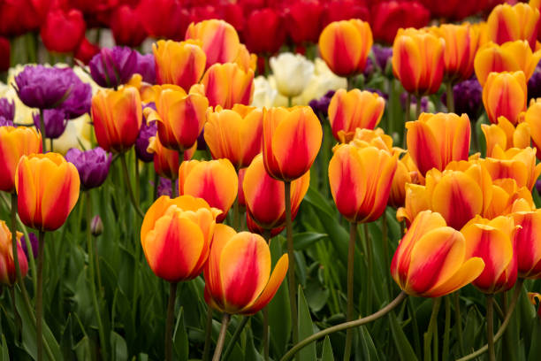 다채로운 필드 봄 다채로운 튤립 꽃 - lady tulip 뉴스 사진 이미지