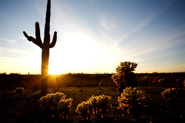 istock Arizona desert life 115124884