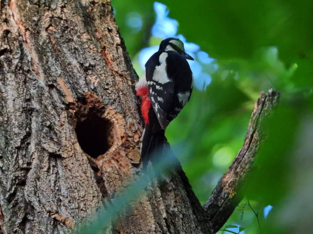 istock Lesser Spotted Woodpecker 1151250008