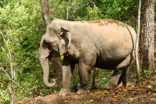 istock Elephant walking through the rainforest. Chiang Mai province, Thailand. 1151250474