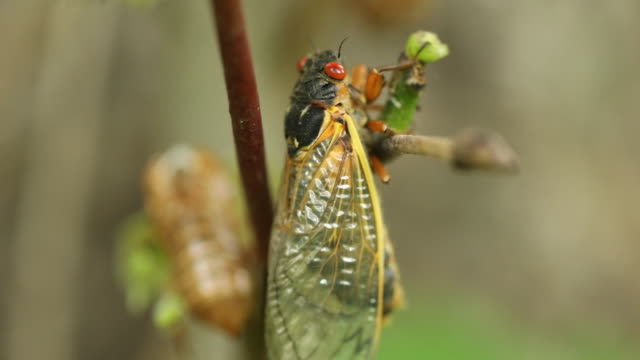 Cicada Crawling on Twig
