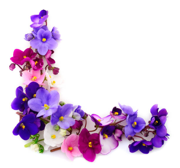 Saintpaulia (African violets),isolated, background.