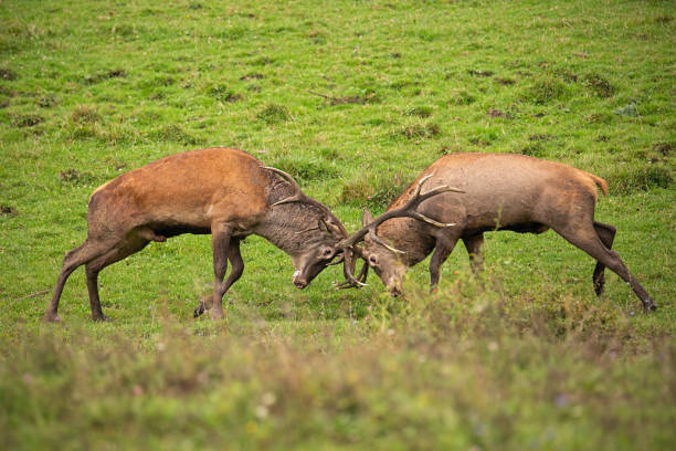 istock Red deer, cervus elaphus, fight during the rut. 1151252958