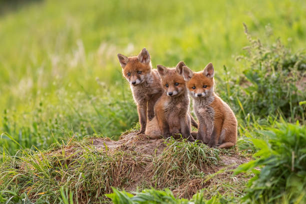 renard roux, vulpes vulpes, petits jeunes oursons près de den curieux de regarder autour - renard roux photos et images de collection