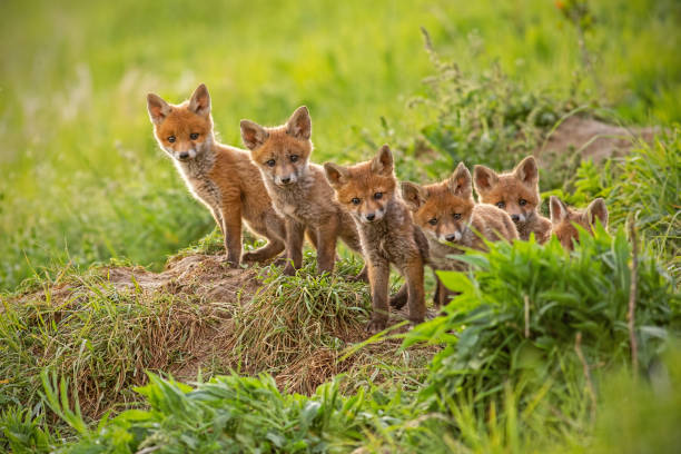 istock Red fox, vulpes vulpes, small young cubs near den curiously watching around 1151253055