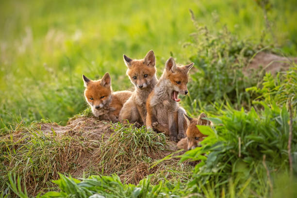 istock Red fox, vulpes vulpes, small young cubs near den curiously watching around 1151253070