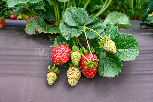 Close-up of ripening strawberries on the vine.\n\nTaken in Moss Landing, California, USA