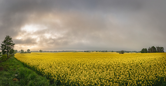 Yellow field of rape flowers, cole.