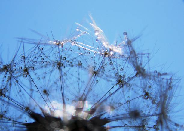 istock dandelion seeds and raindrops 1151256251
