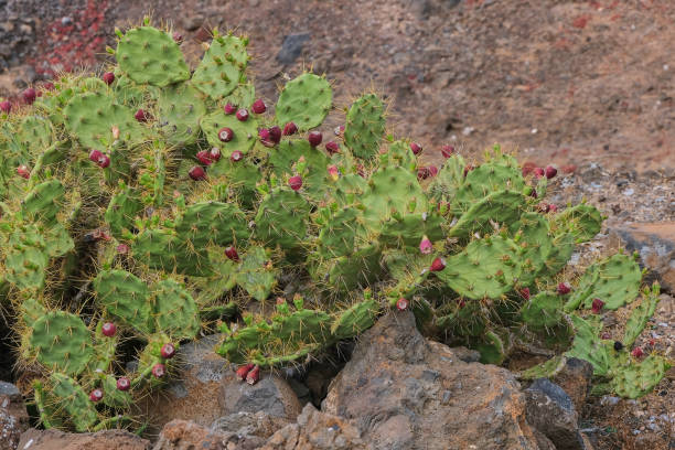 istock cactus with red prickly pears on Canary Islands 1151256873