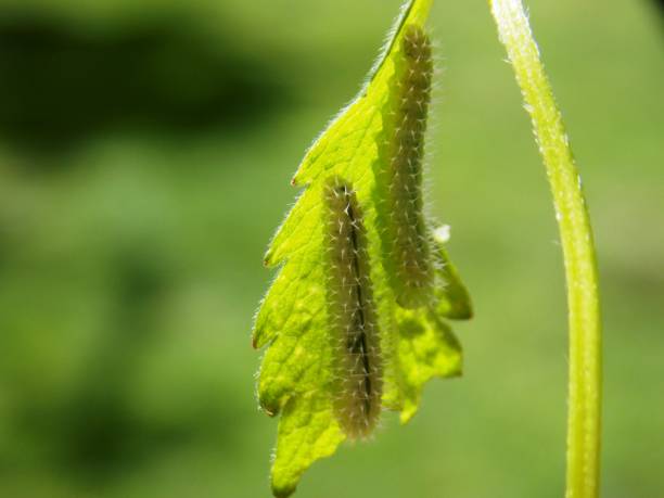istock two green caterpillars on the list 1151257435