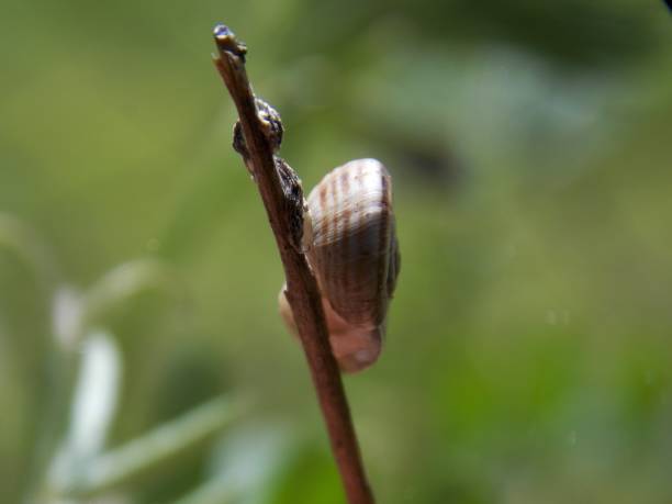 istock small snail on the dry branch 1151258544