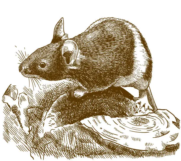 Vector illustration of engraving illustration of little mouse