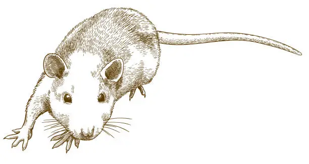 Vector illustration of engraving illustration of sneaking mouse