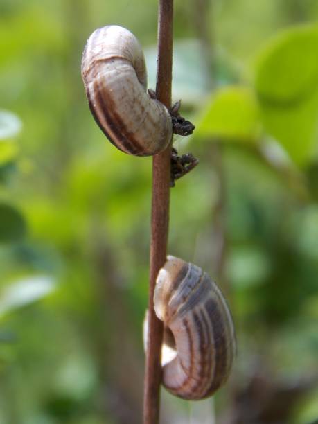 istock small snail on the dry branch 1151258707