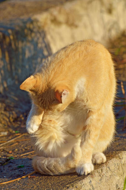 istock The red cat went out to hunt. 1151259256